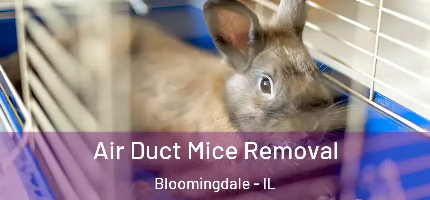  Air Duct Mice Removal Bloomingdale - IL